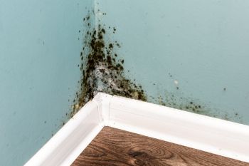 Mold Remediation in Central, Louisiana by United Fire & Water Damage of Louisiana, LLC